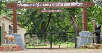 नवेगाव-नागझिरा व्याघ्र प्रकल्प पर्यटनासाठी पूर्णपणे ‘लॉक’; विणीच्या हंगामामुळे तीन महिने दारे राहणार बंद