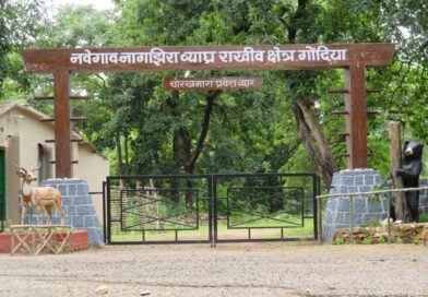 नवेगाव-नागझिरा व्याघ्र प्रकल्प पर्यटनासाठी पूर्णपणे ‘लॉक’; विणीच्या हंगामामुळे तीन महिने दारे राहणार बंद